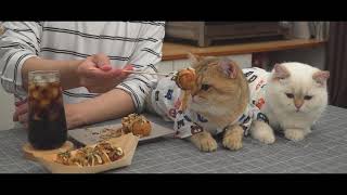 Ahtapot Pişirdi, Kediler Bile Yemedi İşte Japonya Sokak Yemeği Takoyaki Tarifi