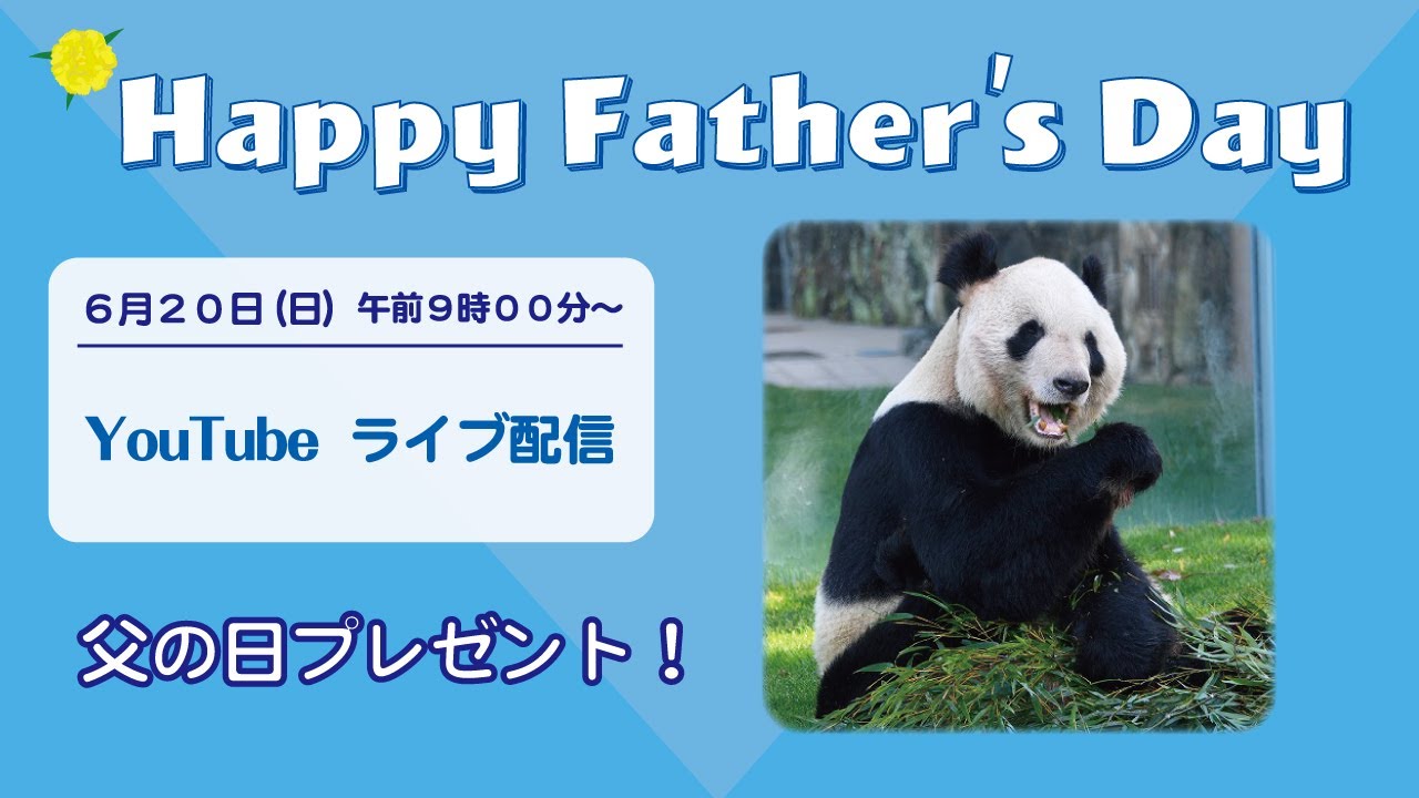 お父さんパンダ 永明 へ父の日プレゼント Live配信 Youtube お父さんパンダ 永明 へ父の日プレゼント Live配信 Youtube