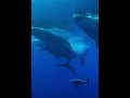 Giant whales underwater virall short