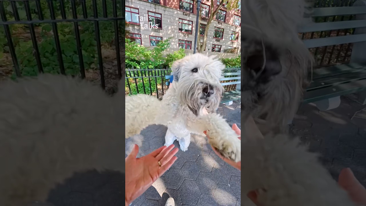 We met a super friendly Wheaten Terrier named Rooster! 