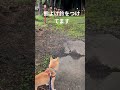 ＃縄文柴犬＃柴犬＃犬＃いぬ＃1doku＃shibainu#亀岡八幡宮