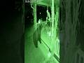 Bear vs. Skeleton?! The GREATEST Halloween Prank EVER Caught on Night Cam!
