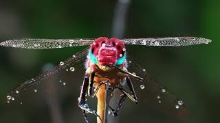 The Dragon Fly