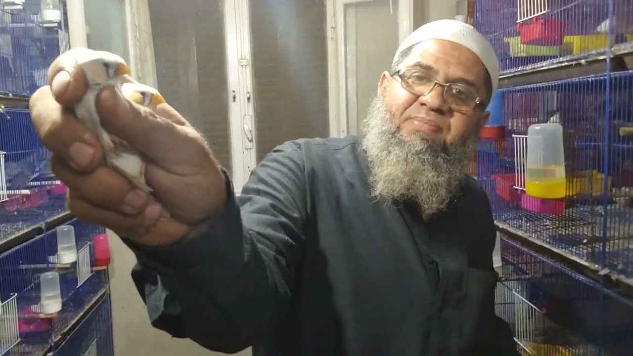 احلي انواع الزبرة فينش مفاجأة مع قناة أبو حبيبة