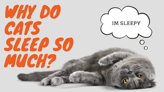 Why Do Cats Sleep So Much?! This Video Explains Why by Here Kitty Kitty 160 views 1 month ago 1 minute, 58 seconds