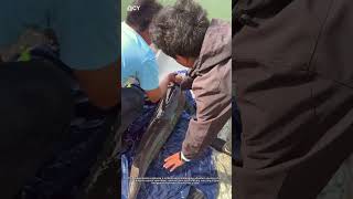 Farm Life🌾 Giant Fish Rescue↓ Safe Release Trick!