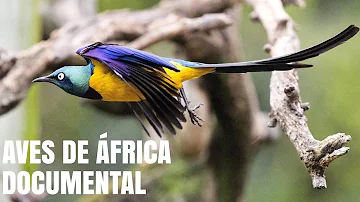 Aves De África - Documental