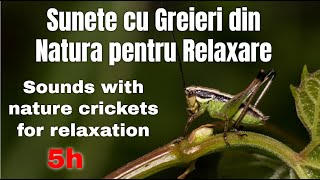 Sunete cu Greieri din Natura pentru Relaxare  - Sounds with Nature Crickets for Relaxation