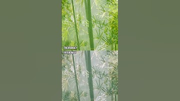 How do those with colour blindness perceive bamboo?#Shorts #ColourBlind #ColorBlind