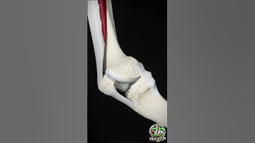Movement of the patella and function of tibial collateral ligament | Healthy Life