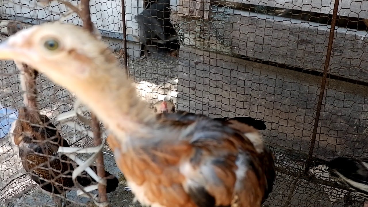 How to save life of babe chicken have long time Keep babe chickens in