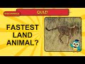 Wild Animals Quiz for Kids! 🐆 Can You Get All 13 Right? #Shorts