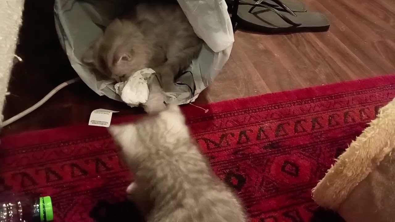 Kittens like playing garbage bin 