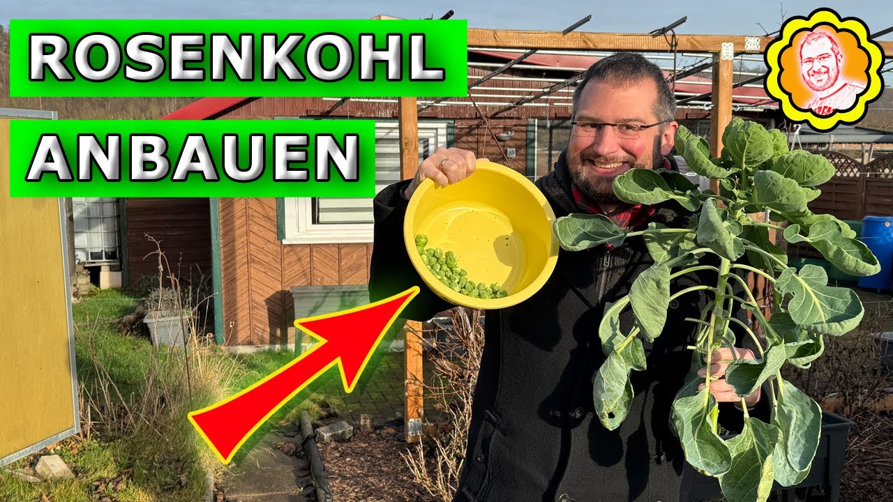 Rosenkohl im Garten anbauen - von der Aussaat bis zur Ernte