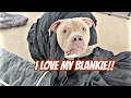 Pitbull Loves Playing With His Blanket More Than Anything On This Earth!!