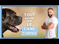 Race de chien cane corso  caractre dressage comportement sant de ce chien de race