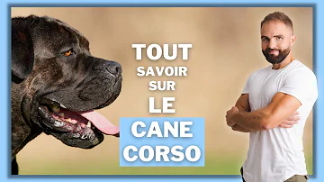 Quelle est la taille d'un Cane Corso adulte ?