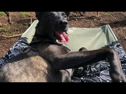 2022 Give Big Washington - Red Waggin' Rescue