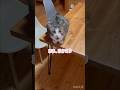 【お喋り猫】お仕事の疲れを癒してくれる猫たち #保護猫 #しゃべる猫 #喋る猫