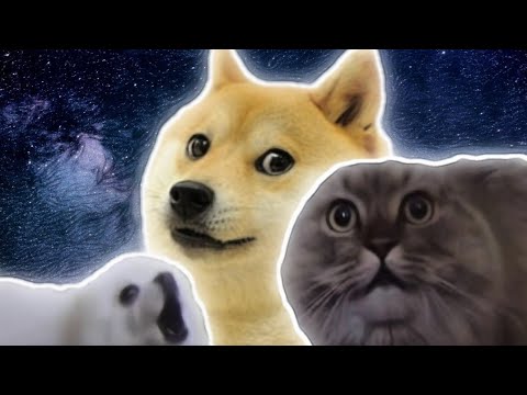 Видео: ТОП 10 ПЕСЕН ЖИВОТНЫХ | Животные Ремиксы | Приколы с котами