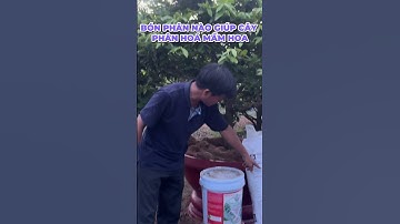 BÓN PHÂN NÀO GIÚP CÂY PHÂN HOÁ MẦM HOA VÀ ĐI CƠI DỌT NHẶT LÁ || MAI VÀNG CHÍ CƯỜNG