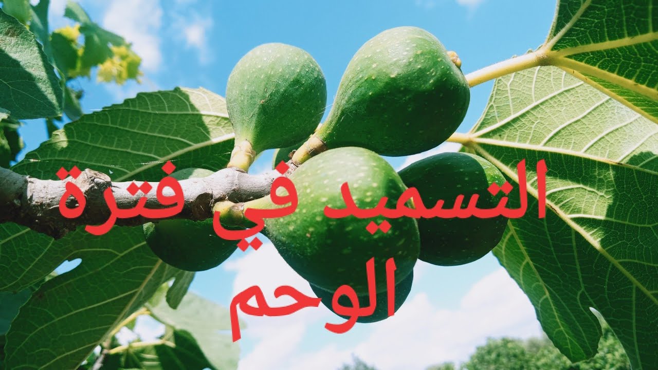 اليك الطريقة الفعالة لتسميد اشجار التين في فترة الوحم
