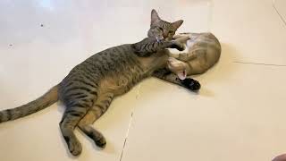 One Day With My Family Cats Funnily