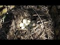 Гнездо кряквы ( Anas platyrhynchos )