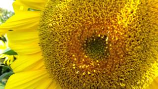 Close up of a sunflower