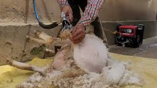 Shearing a sheep in more than 60 seconds· The Sheep Game
