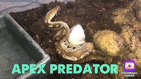 BLOOD PYTHON FEEDING!!!