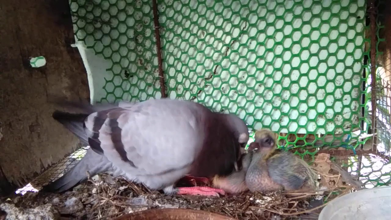 how-father-pigeon-feed-newborn-pigeon-youtube