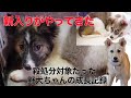 【新入り】殺処分対象だった野犬がやってきた【保護犬】