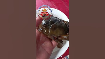 cận cảnh cua biển lột cực hiếm