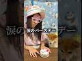 誕生日のお祝いはお任せ下さい♪#柴犬 #豆柴 #shibainu #犬 #犬のいる暮らし #shorts