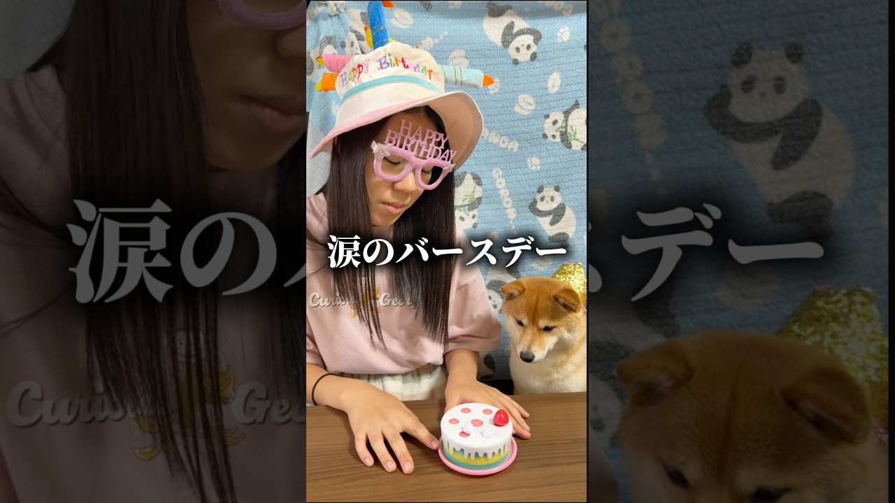 誕生日のお祝いはお任せ下さい♪#柴犬 #豆柴 #shibainu #犬 #犬のいる暮らし #shorts