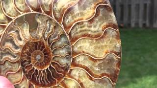 Ammonite split pair, 4 pounds, 3.7 oz
