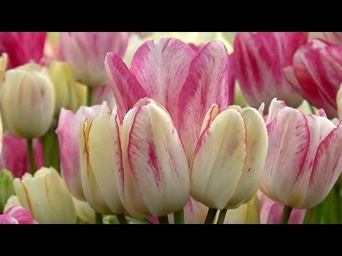 Tulip 'Candy Club' - FarmerGracy.co.uk - YouTube