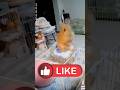 Смешные кролики Часть 3 кролики кролик Bunny животные Funnypets Kaninchen Kani Funnybunny
