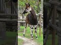 This Animal Looks Like a Zebra But It's Actually a Giraffe 🦒