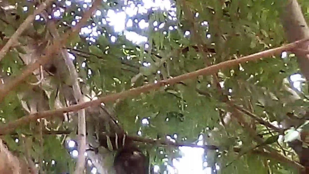 Lechuza blanca o Tyto alba 