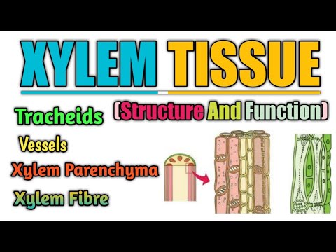 #BioPoint Xylem Structure || Function || Tracheid || Vessels || Xylem Fibre And Parenchyma #xylem