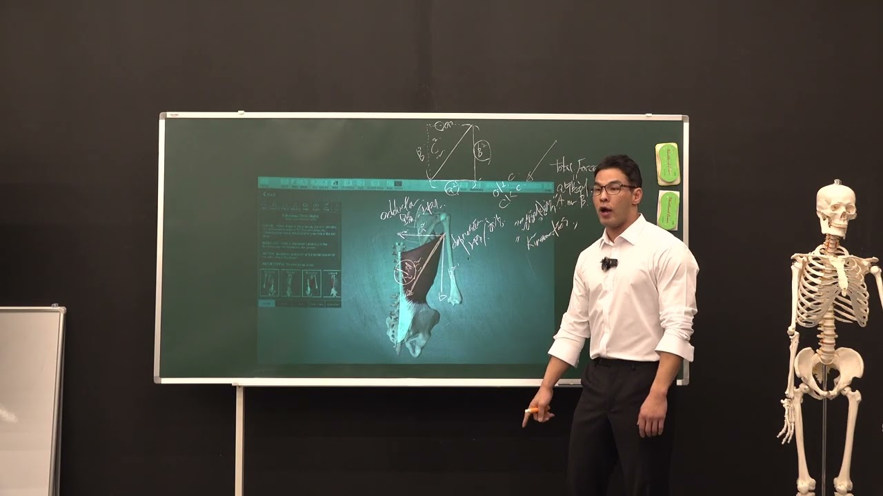 광배근의 기능 중 신전기능이 안된다면, 해부학적인 부착부 기준으로 살펴보면 방향이 보인다