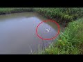 【衝撃映像】池のヌシが『タエニア』をガチ喰い。