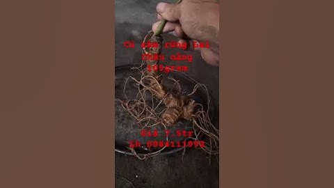 Xuống núi củ sâm rừng Lai Châu nặng 105gram dài 22cm, hàng chất lượng, giá 7,5tr #sâm_lai_châu_rừng