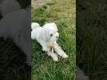 Mały biały piesek #codi #maltańczyk #pies #dog