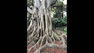 SECRET TREE Photogrammetry Process