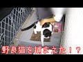大雪が降るので野良猫を捕まえる