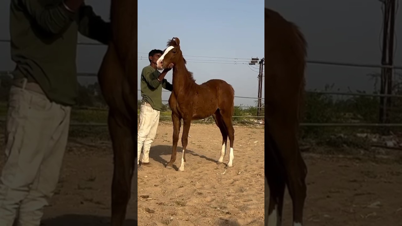 🥰🥰 #horse #horselover #horselover #shorts #horseriding