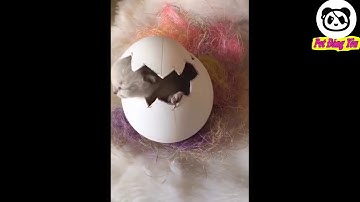 Những khoảng khắc đáng yêu và hài hước của thú cưng - P43